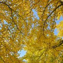 제10회 은행마을 단풍 축제 이미지