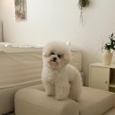 왈가닥펫 | 강아지가 편안해하는 감성적인 반트 [VANTE] 푸딩 펫소파