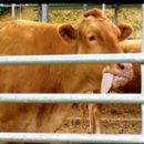 농고목장 이미지