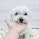 복터진강아지 이미지