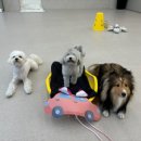 하울팟 케어클럽(분당서현점) 이미지