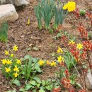 정희네 들꽃이야기 이미지