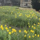 꽃이 피면 이미지