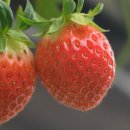 김영철농장 이미지