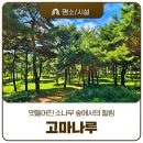 곰사당 | 공주가을여행, 산책하기 좋은 고마나루 솔숲 곰사당과 고마나루전망대