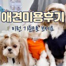 제일애견 | 애견미용후기, 무엇을 기준으로 볼까