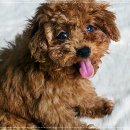 아이러브독 강아지분양 부천점 이미지