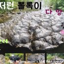 뽈록이네