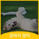 철원동물병원