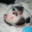 홍대함바그 이미지