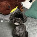 클래시독스 이미지