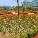 거창군 창포원= 붓’ 모양의 꽃봉오리를 가진 130여 종, 30만 본의 붓꽃 이미지