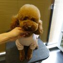 보우동물병원 이미지