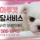 창원강아지분양 고양이분양 도그마루 이미지