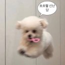 동탄 네일도꽃길🌸 맨발로 일하는 사람의 리얼 발각질관리 후기🦶🏻🙈