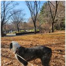 휘게 펫케어 이미지