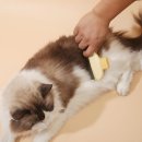 그루밍시즌 | 반려동물 관련 판촉물 고민 끝! 기픈샘 기쁜펫 원터치 그루밍 빗으로 브랜드 펫 굿즈 만들기