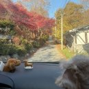 뷰, 청결, 애견동반 모두 합격! 경기도오토캠핑장 가평랜드 캠핑 앤 카라반 1박 2일 후기