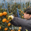 다진농장 삼다일보