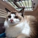 예뻐질고양 이미지