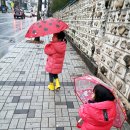 봄강아지 이미지