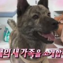 복돌이애견 이미지