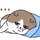 개밥주는고양이