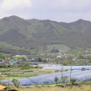 죽장면 참느리 이미지