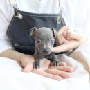 퍼피당강아지 안산본점 이미지