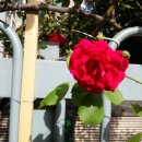 빨간기와집 이미지