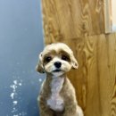 도도 그루밍 이미지