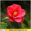 동백나무 이미지