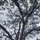 황금폭포하늘길 | 2025년10월19일(일) 진안고원길 8차. 7구간.황금폭포 하늘길