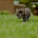 일산동물병원 풍동라파엘동물병원 일산 최고의 동물병원