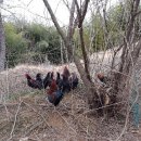 강원도 청계 농장 이미지