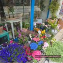 이마트24익산선화로점 | [전북 익산] 결혼기념일 꽃다발 24시 꽃집 바람꽃 후기 (feat. 민들레꽃집 비교)