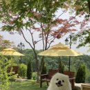 퍼피힐(PUPPY HILL) 네이버블로그