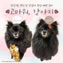 고미 미용실 | 보라매 애견미용 고마워강아지 신대방삼거리역에서 다녀온 고미 미용 후기
