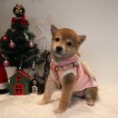 견고하개 이미지