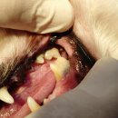 래플즈동물병원 이미지