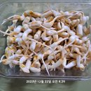 새싹의 아침 이미지