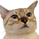 모바일세상 이미지