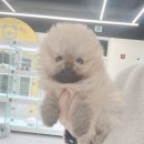 인천강아지분양 테디럽 이미지