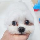 젠틀그루밍 | 대구 달서구 대곡동 애견미용 &#34;젠틀그루밍&#34; 솔직 후기