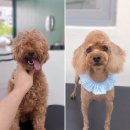 또리네 멍멍이 미용실 이미지