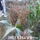 소담 이미지