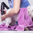 댕댕이미용 이미지