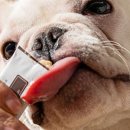 별별강아지 이미지