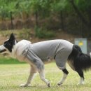 1343 | 쏘오옥 ssoook 메쉬커버롤 중형견 3XL / 3년 입어본 후기