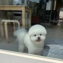 쁘띠애견미용실 이미지